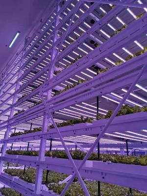 寧夏多層立體種植技術引領現代農業新潮流